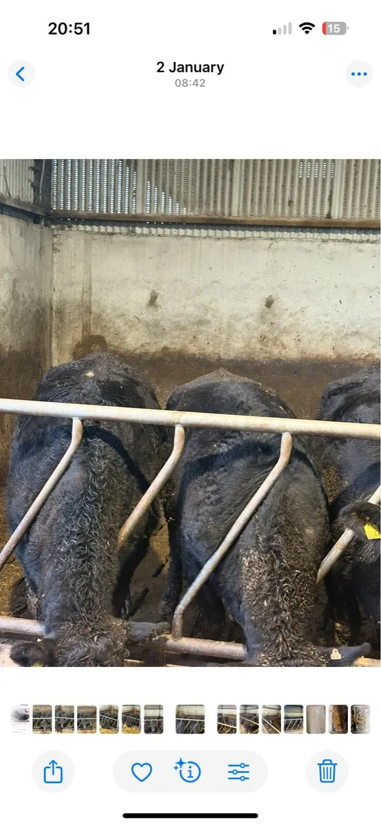 Angus Heifers - Image 2