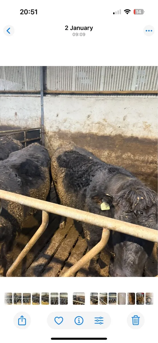 Angus Heifers - Image 3