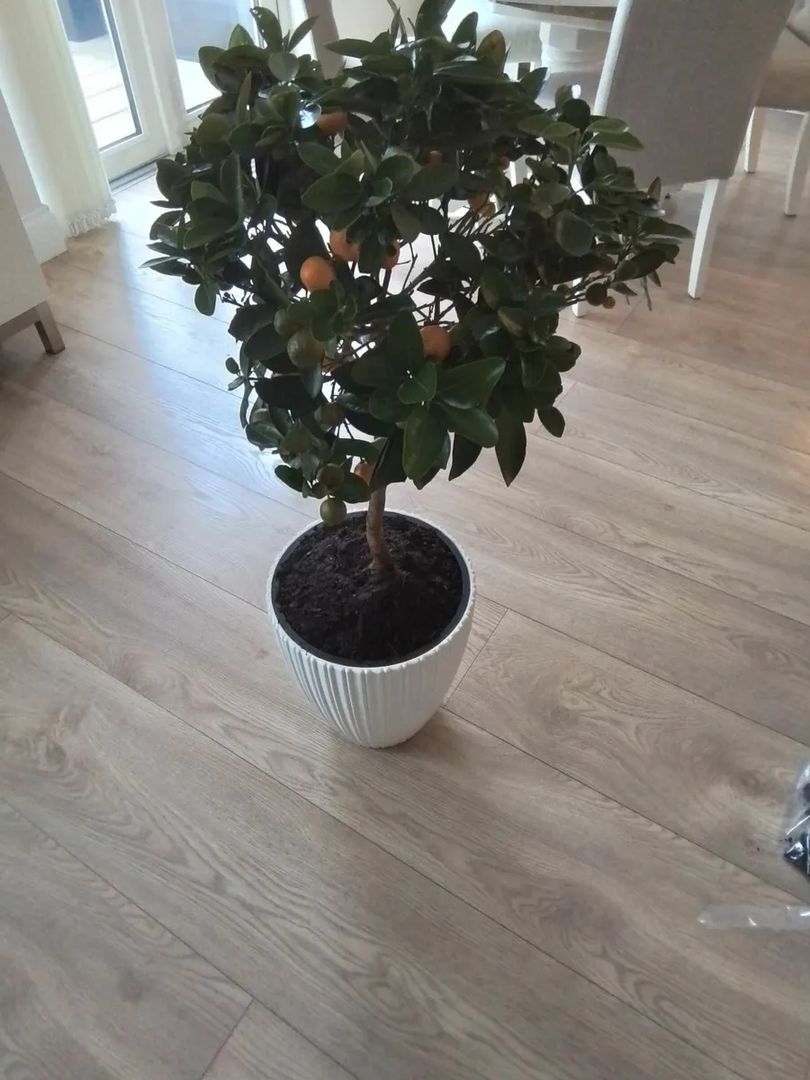 Miniature orange tree - Image 2