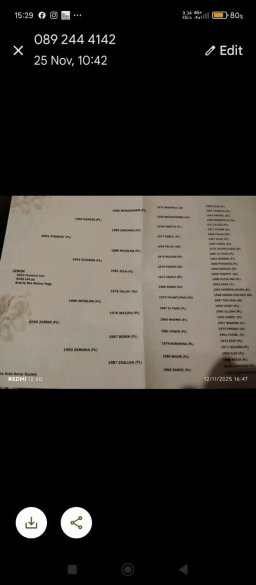 Part Arab colt - Image 2