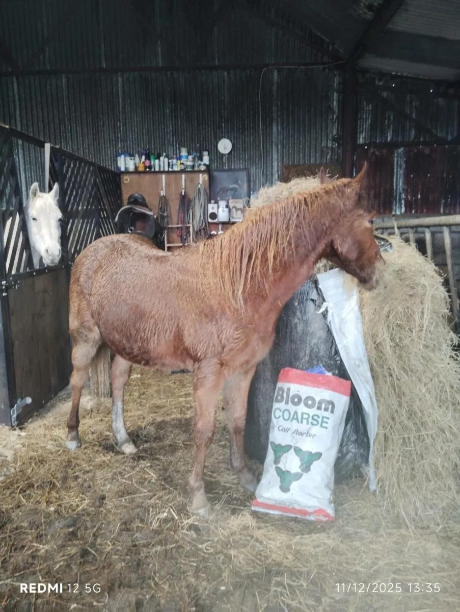 Part Arab colt - Image 3