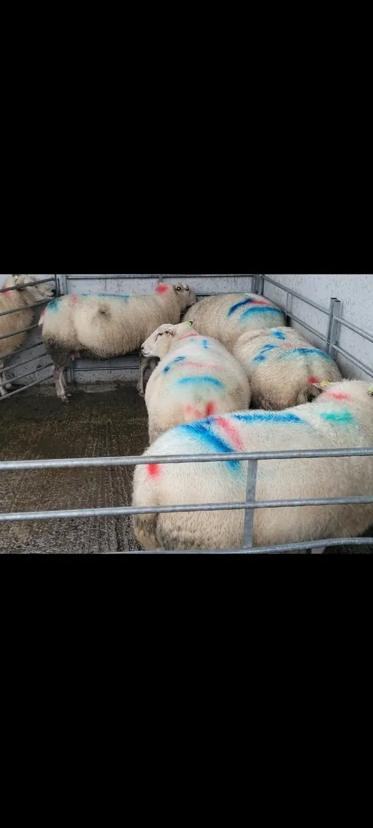 Registered Belclare inlamb ewes - Image 1