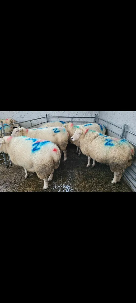 Registered Belclare inlamb ewes - Image 2