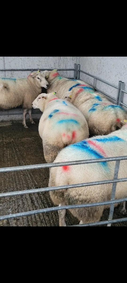 Registered Belclare inlamb ewes - Image 3