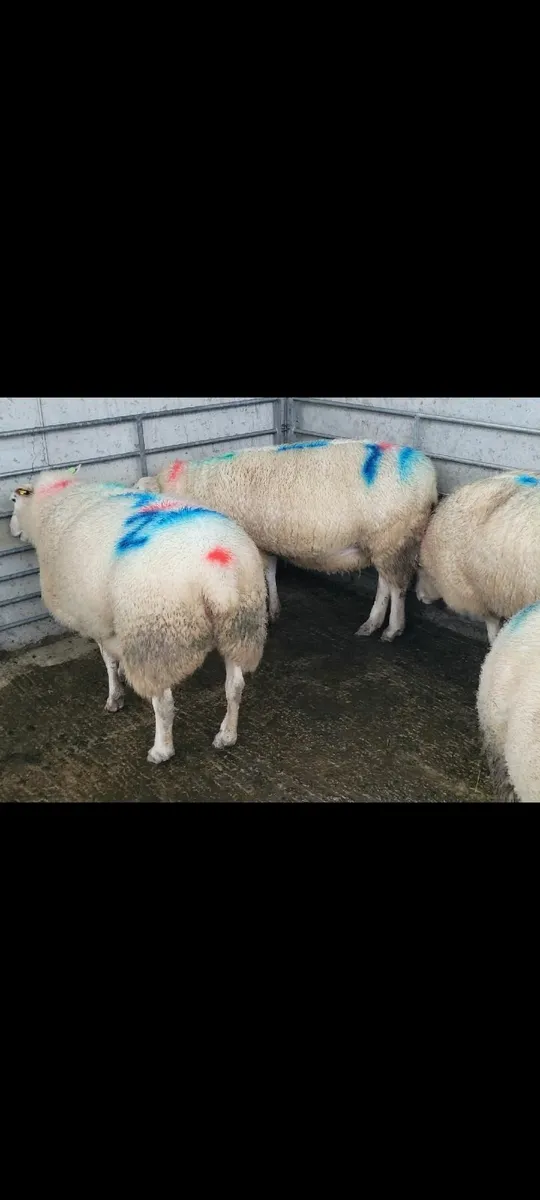 Registered Belclare inlamb ewes - Image 4