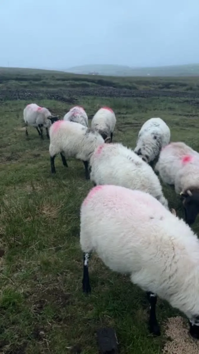 Sheep hornet and ewes