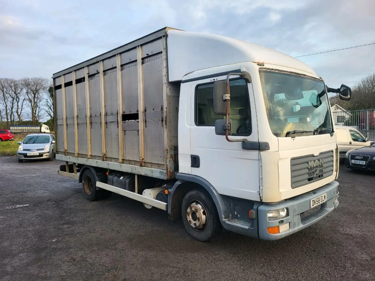 Man cattle lorry - Image 1