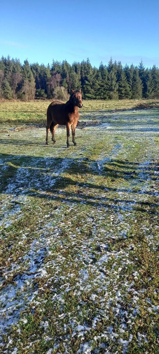 Value Ponies - Image 2