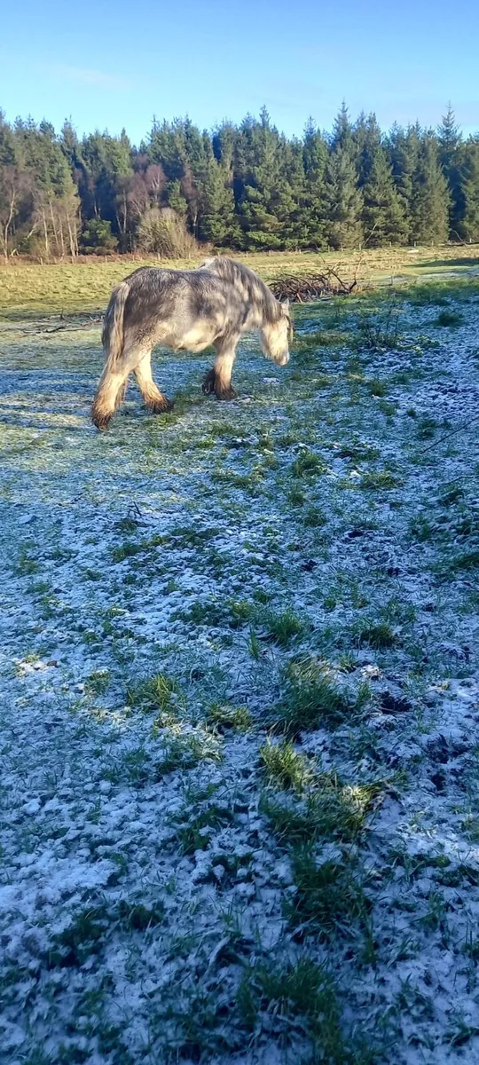 Value Ponies - Image 3