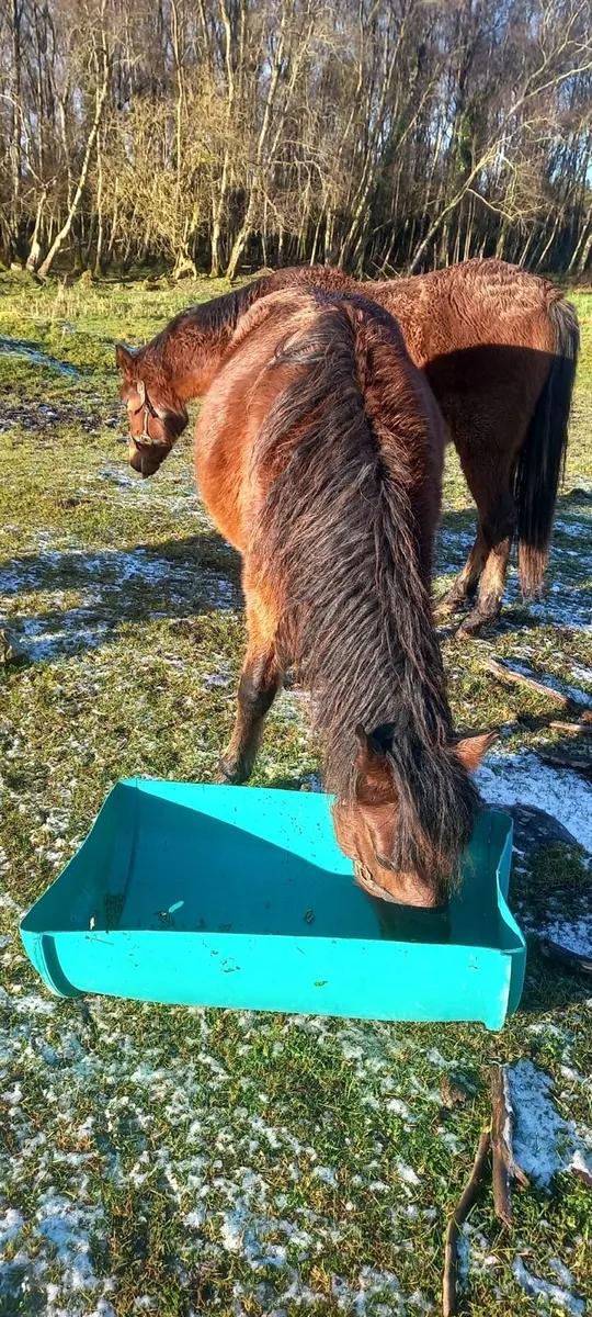 Value Ponies - Image 4