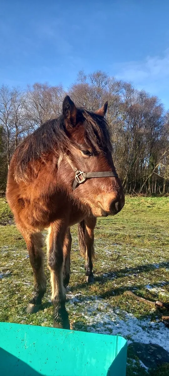 Value Ponies - Image 1