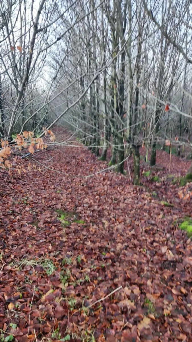 Green + Copper Beech from 1 euro each - Image 3