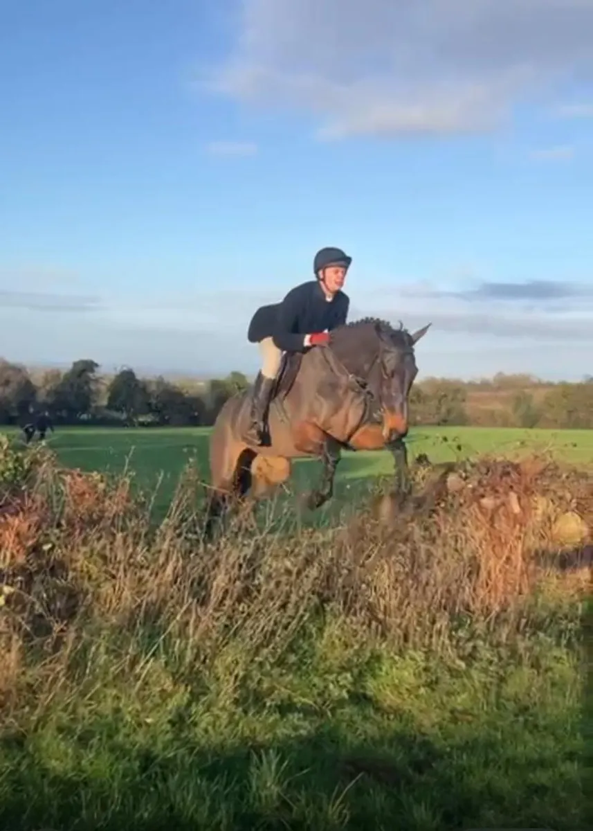 7year old Gelding - Image 2