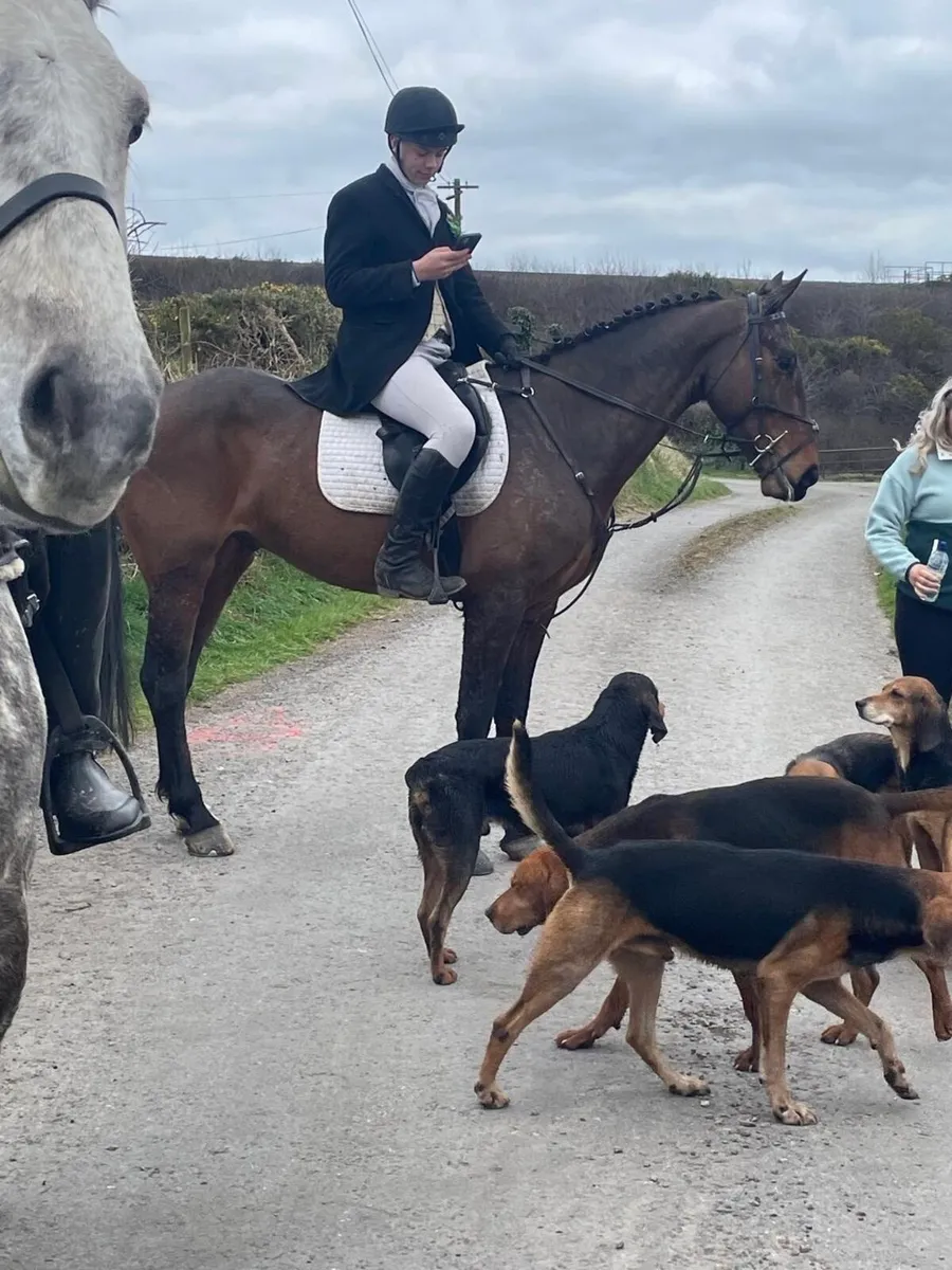 7year old Gelding - Image 3