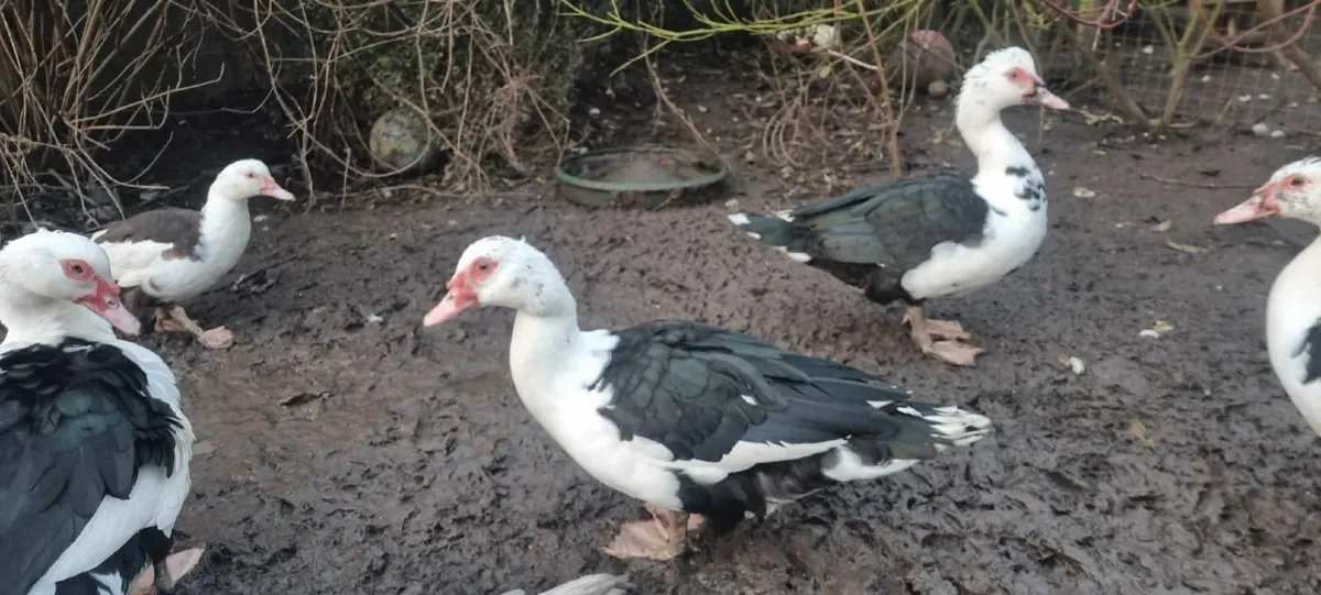 Muscovy Drakes - Image 1