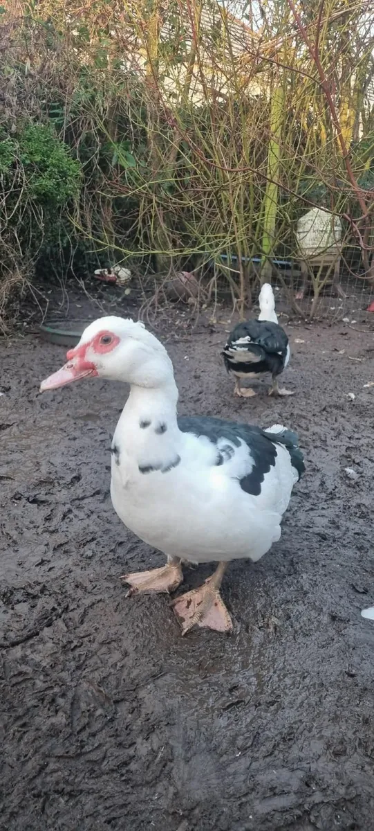 Muscovy Drakes - Image 4