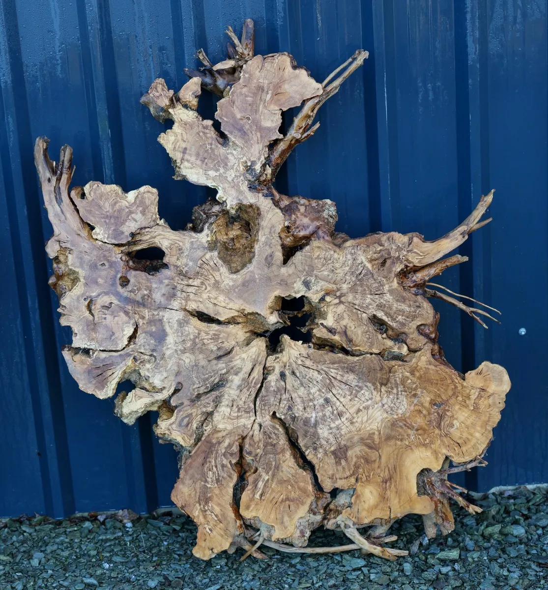 Century Old Turkish Olive Wood & Black Walnut slab - Image 1