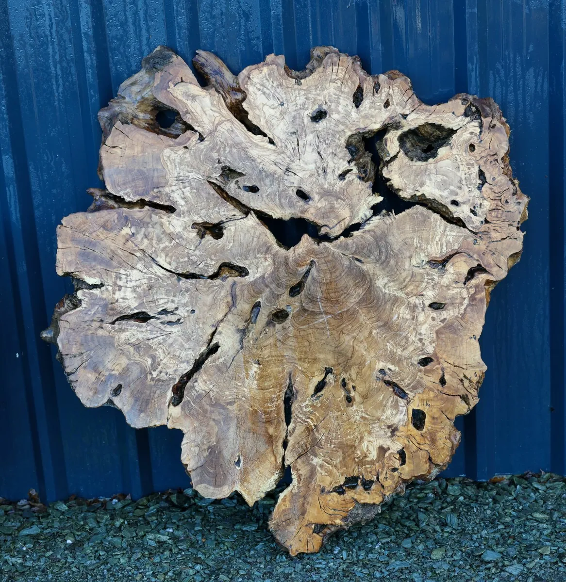 Century Old Turkish Olive Wood & Black Walnut slab - Image 3