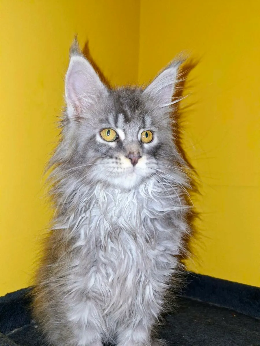 Absolutely stunning Maine  Coon kittens - Image 1