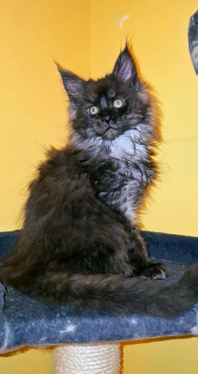 Absolutely stunning Maine  Coon kittens - Image 2