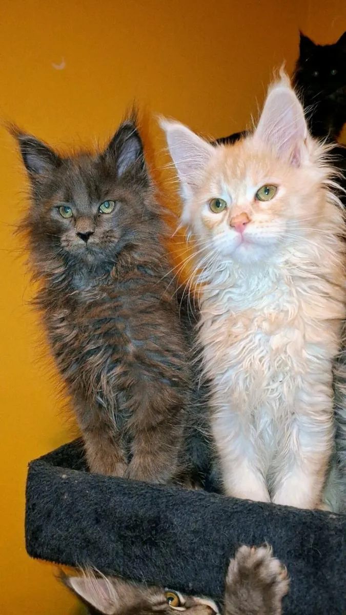 Absolutely stunning Maine  Coon kittens - Image 3