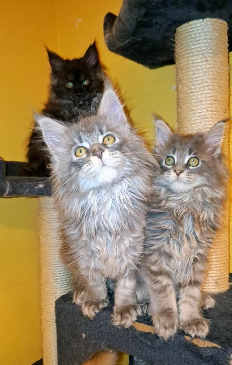 Absolutely stunning Maine  Coon kittens - Image 4