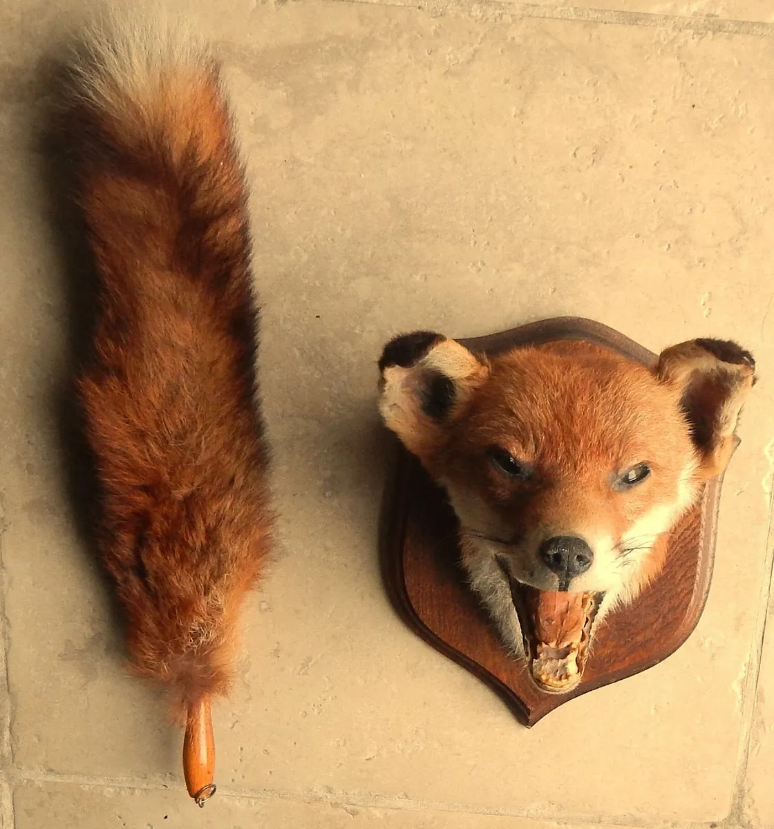 Vintage Mounted Taxidermy of Fox Head & Tail - Image 1