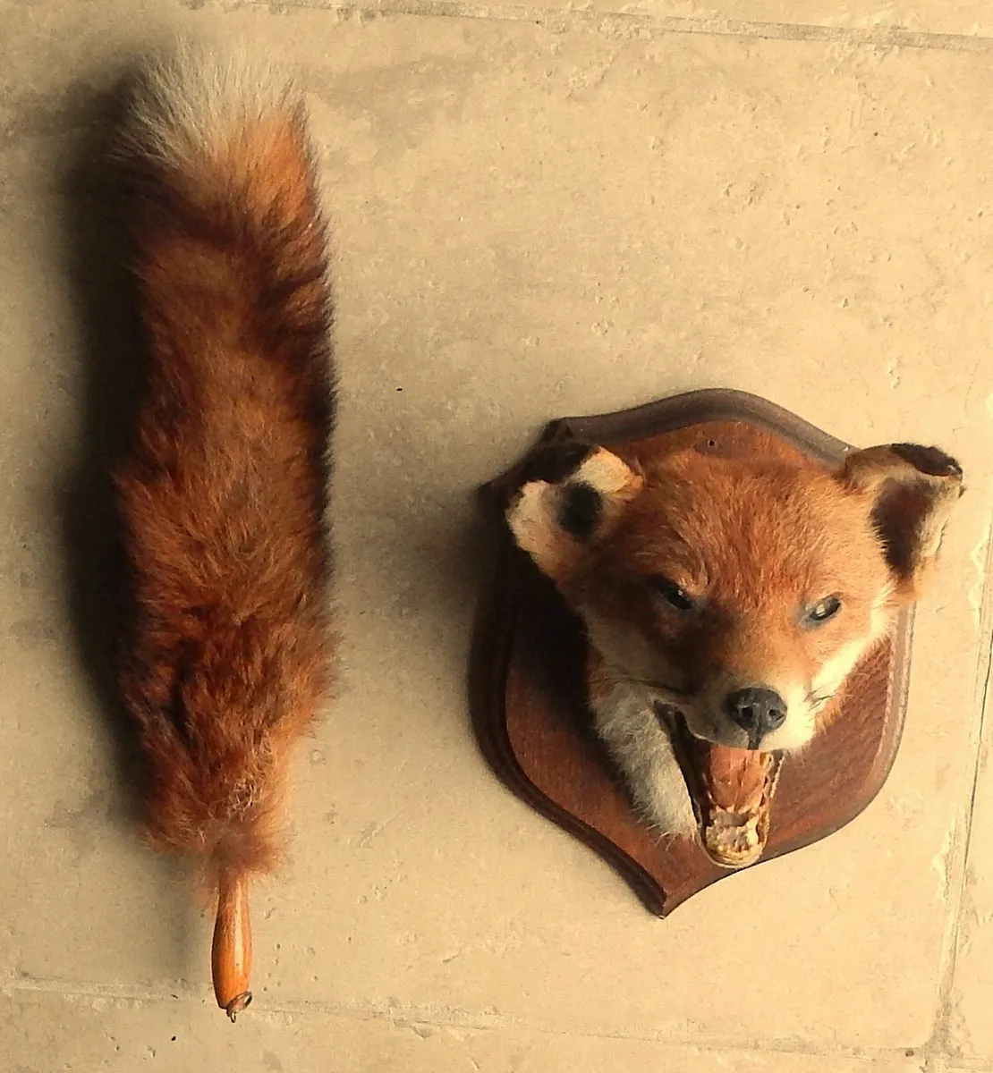 Vintage Mounted Taxidermy of Fox Head & Tail - Image 2