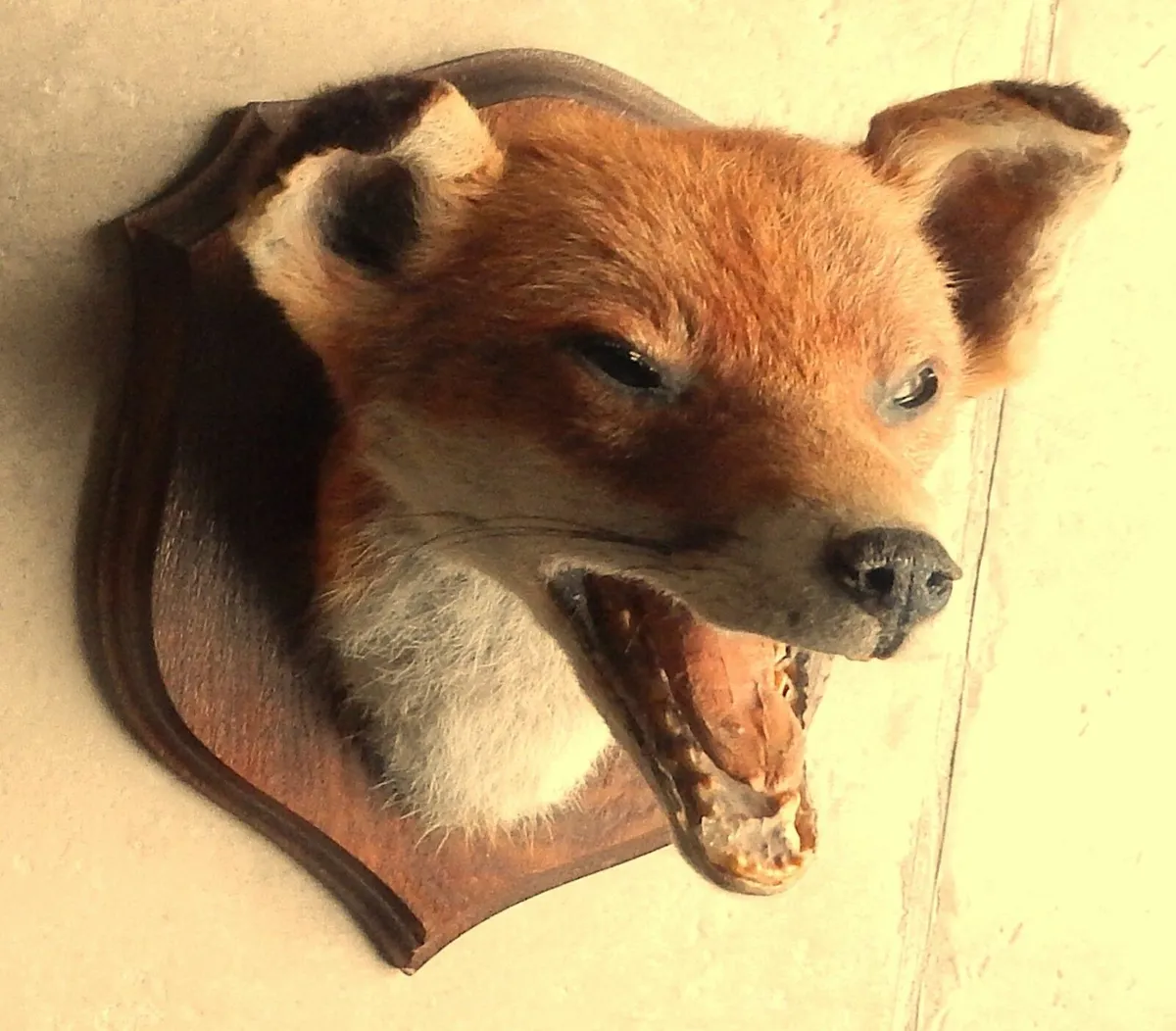 Vintage Mounted Taxidermy of Fox Head & Tail - Image 3
