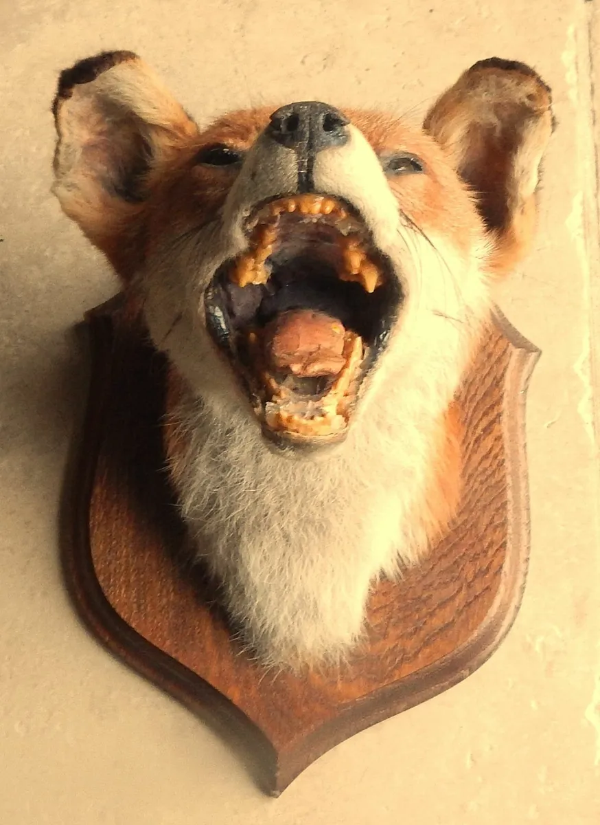 Vintage Mounted Taxidermy of Fox Head & Tail - Image 4
