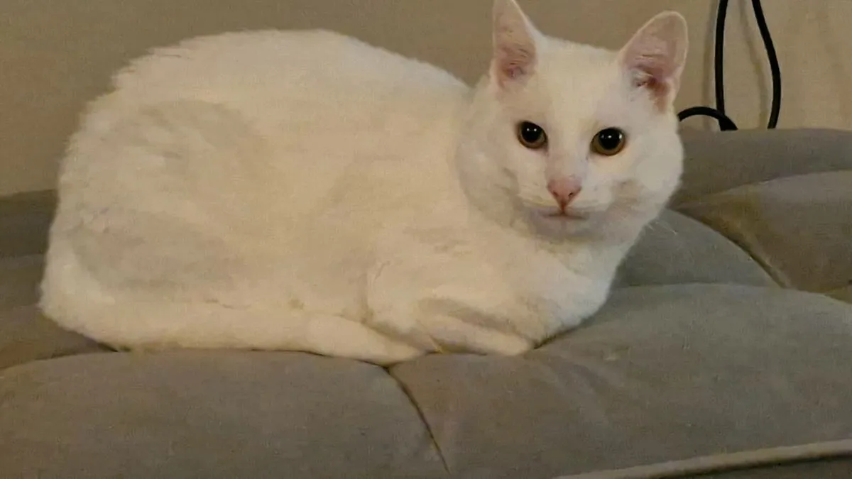 Cat donation - Image 1