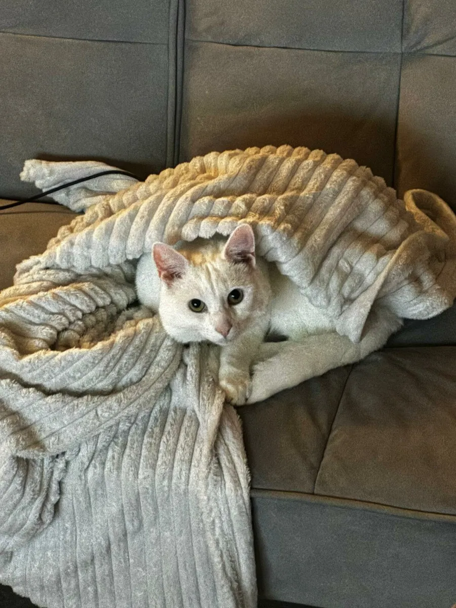 Cat donation - Image 2