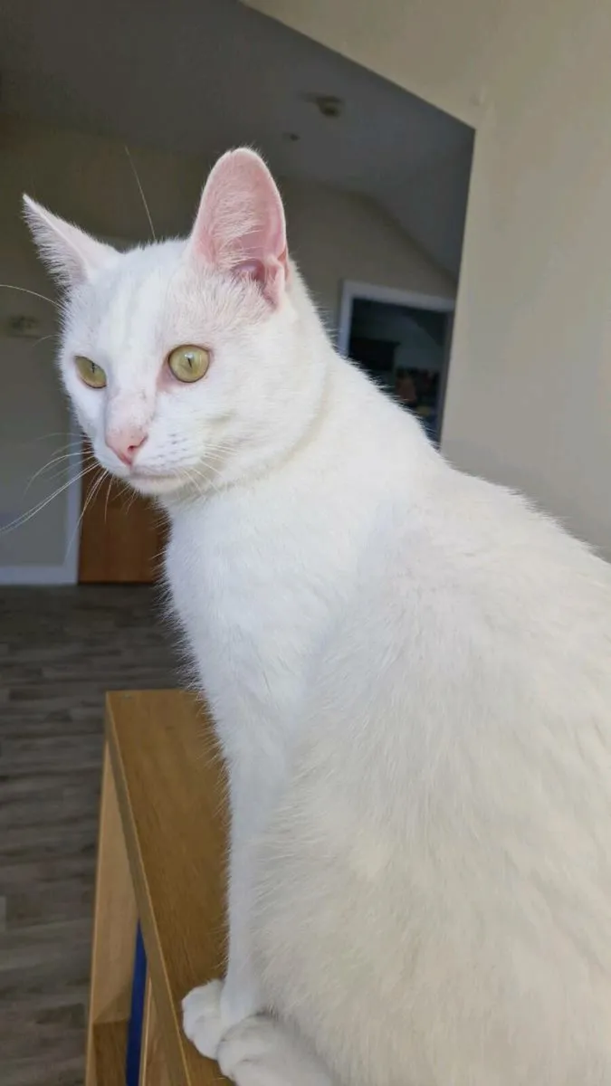 Cat donation - Image 3