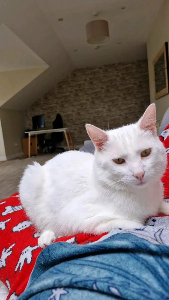 Cat donation - Image 4