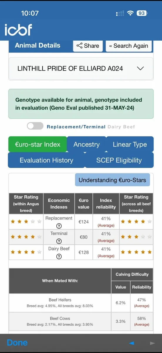 4 - 5 Star Pedigree Angus Bulls - Image 4