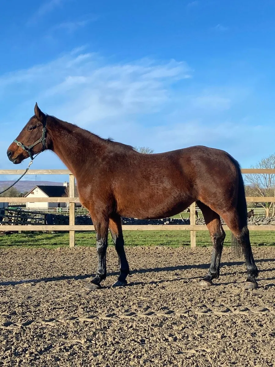 Irish sport horse broodmare - Image 1