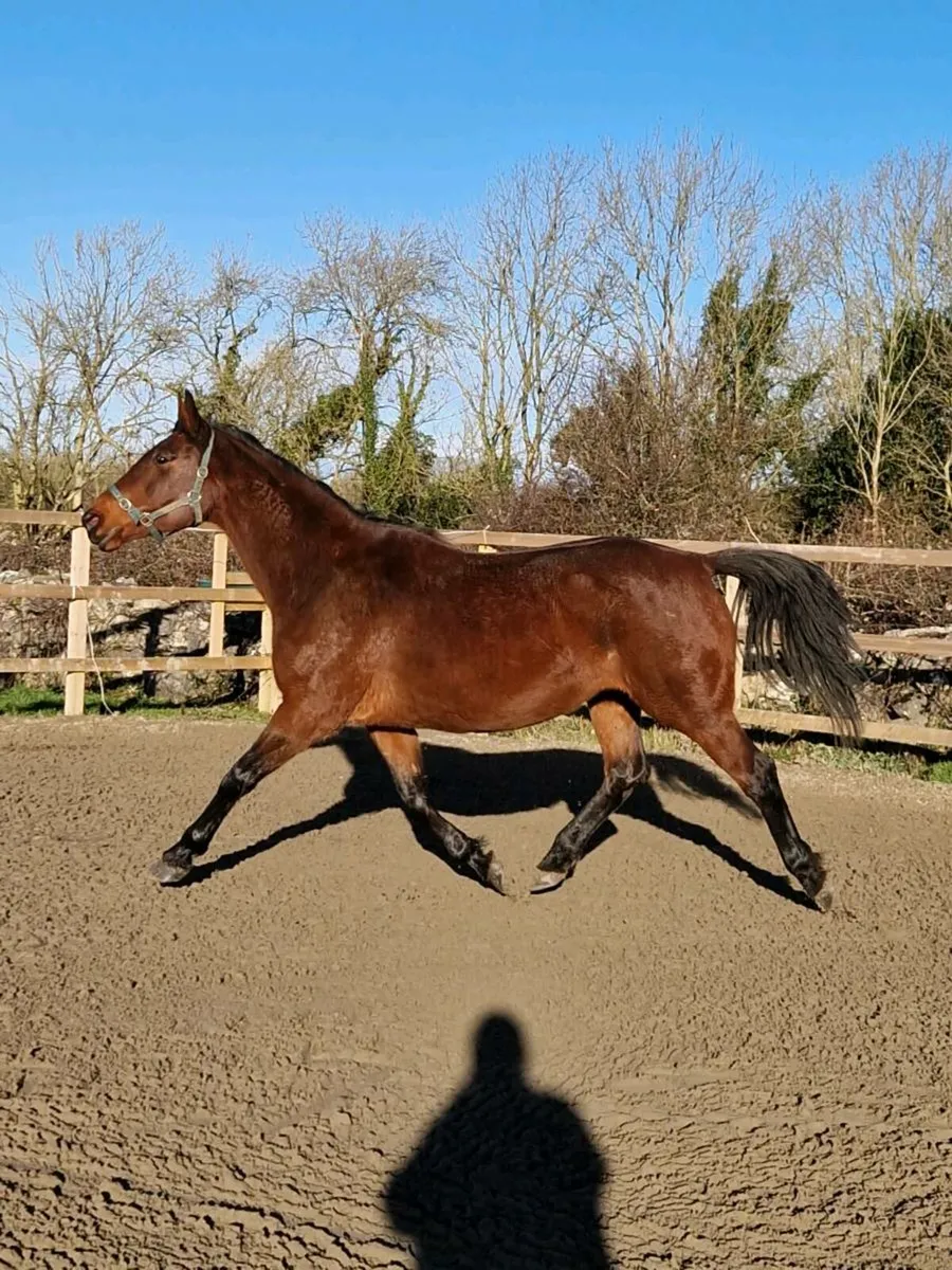 Irish sport horse broodmare - Image 2