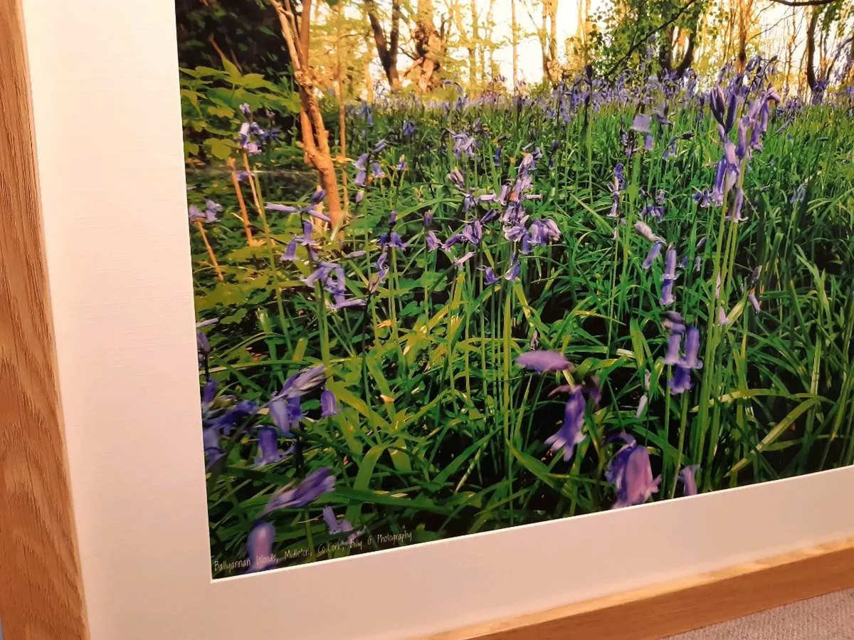 Bluebells in Ballyannan Woods - Image 3