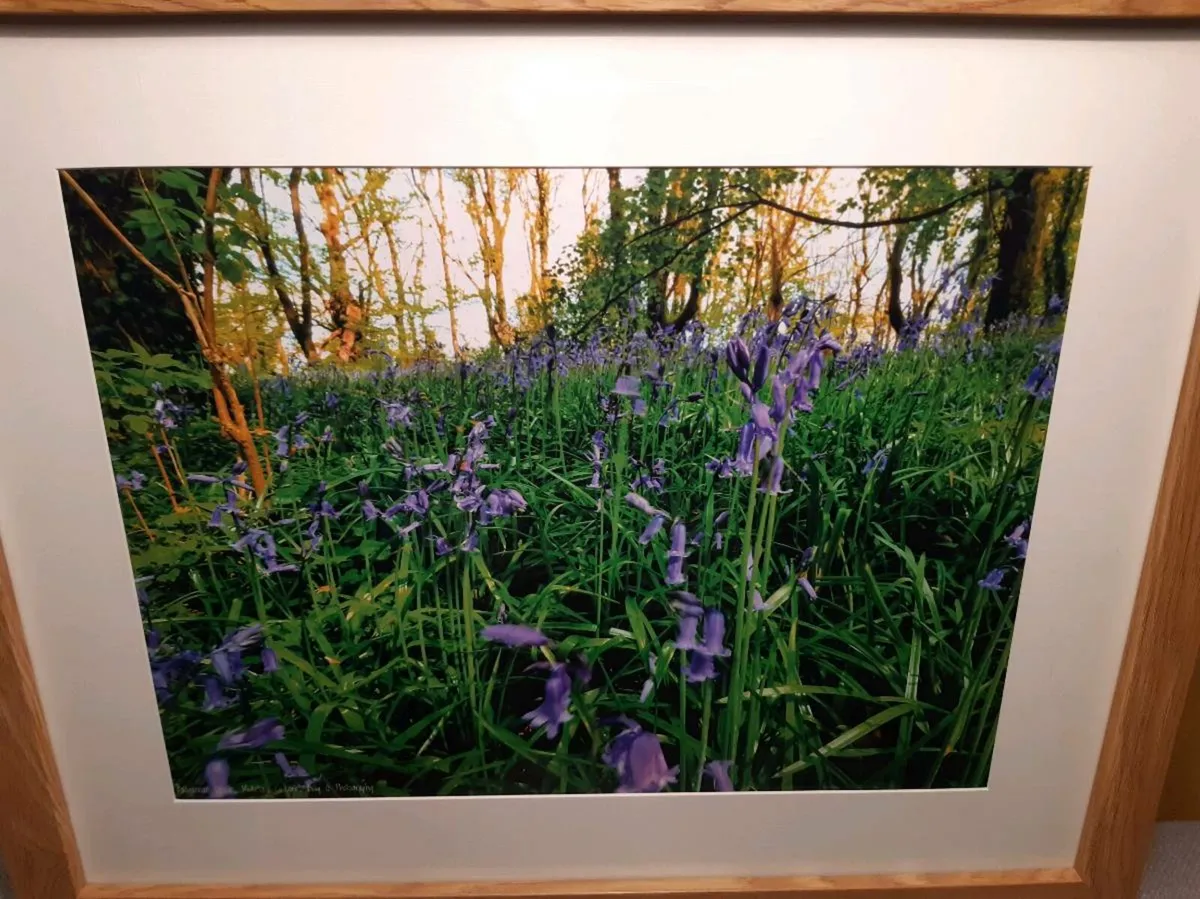 Bluebells in Ballyannan Woods - Image 4