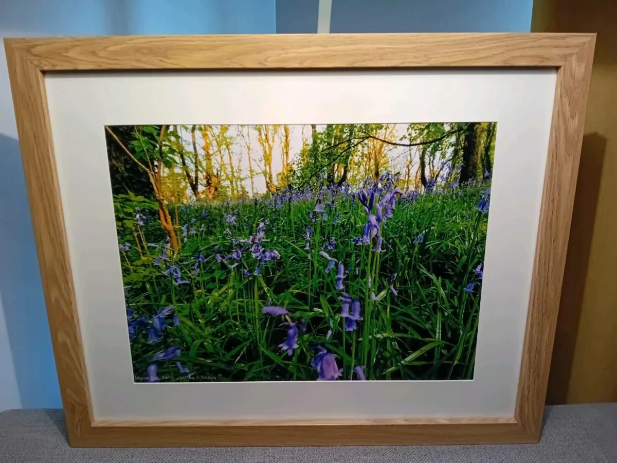 Bluebells in Ballyannan Woods - Image 1