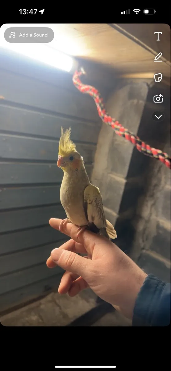 Budgies & cockatiels - Image 1