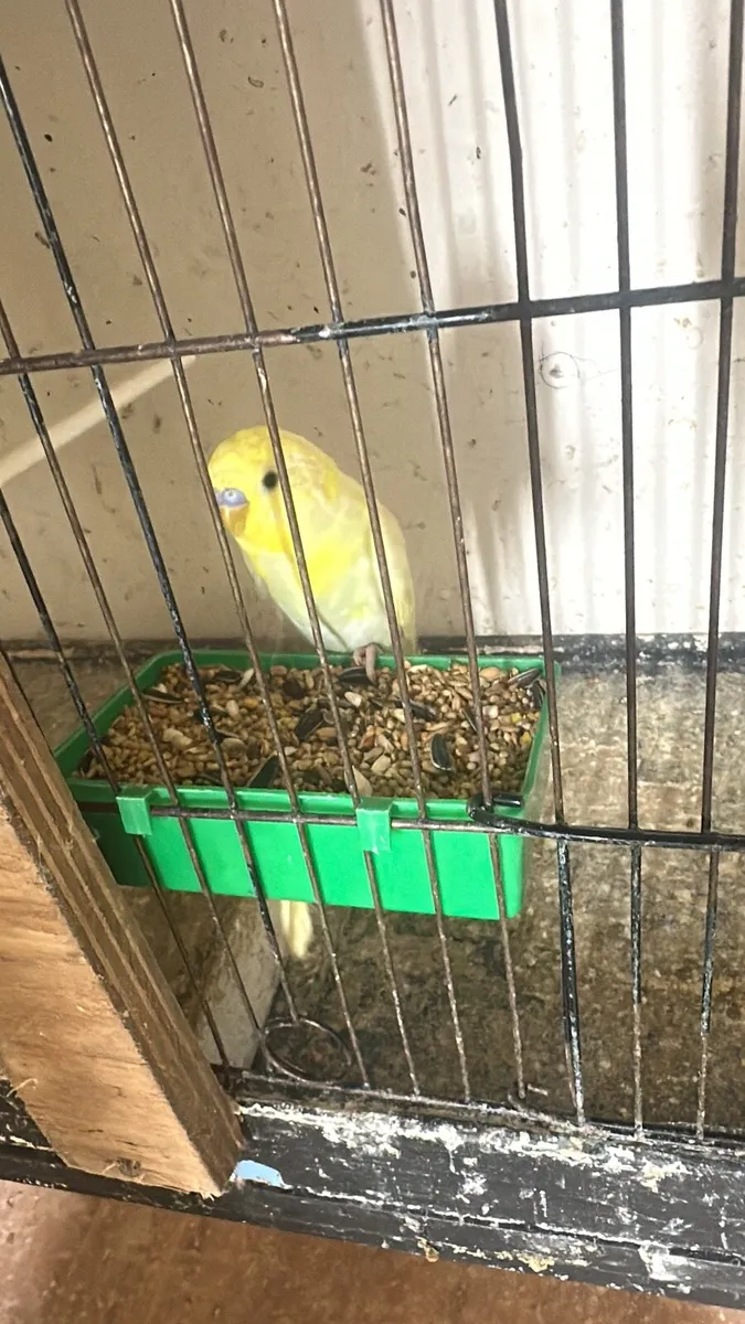 Budgies & cockatiels - Image 3