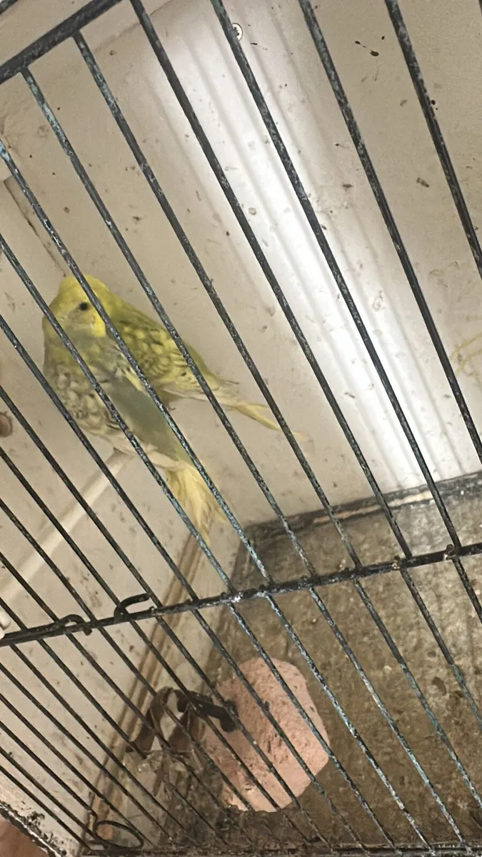 Budgies & cockatiels - Image 4