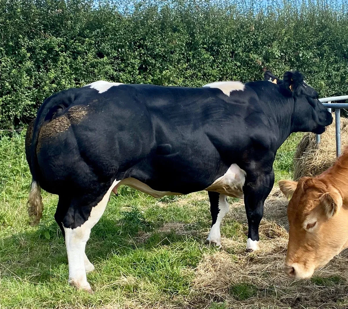 Receipient carrying pedigree Belgian blue - Image 2
