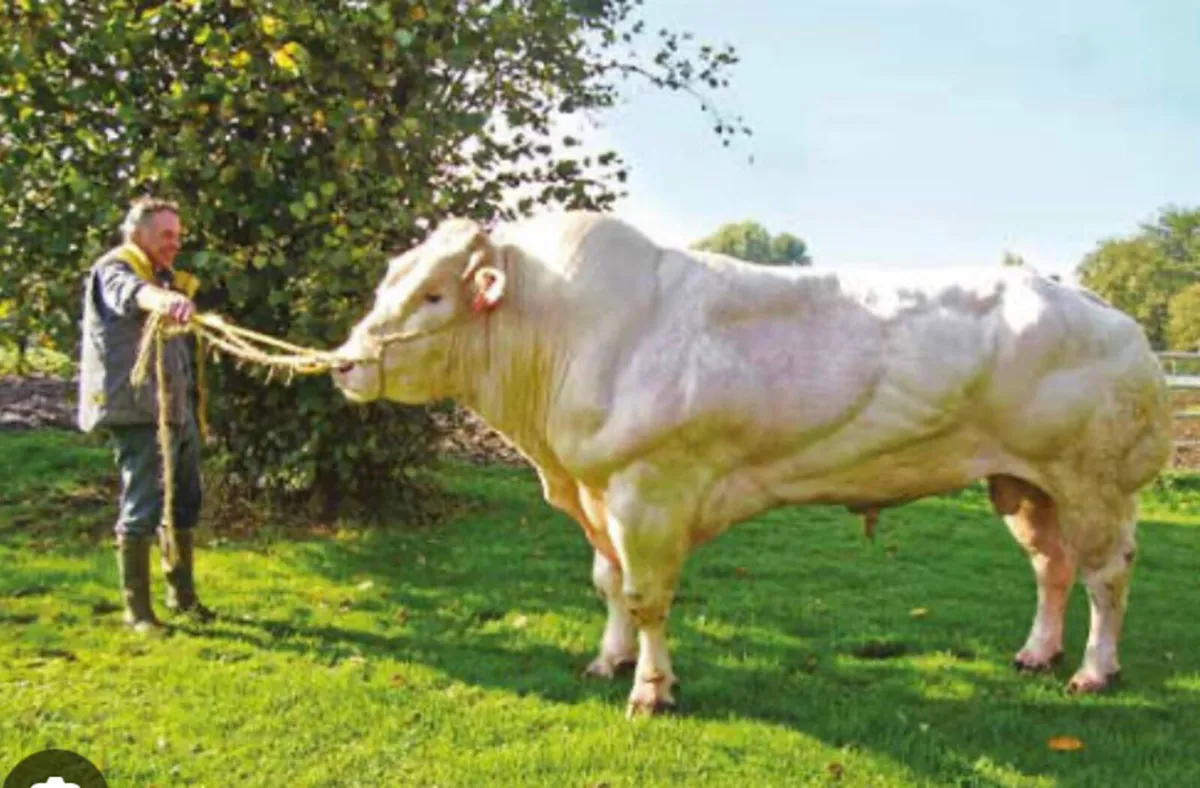 Receipient carrying pedigree Belgian blue - Image 3
