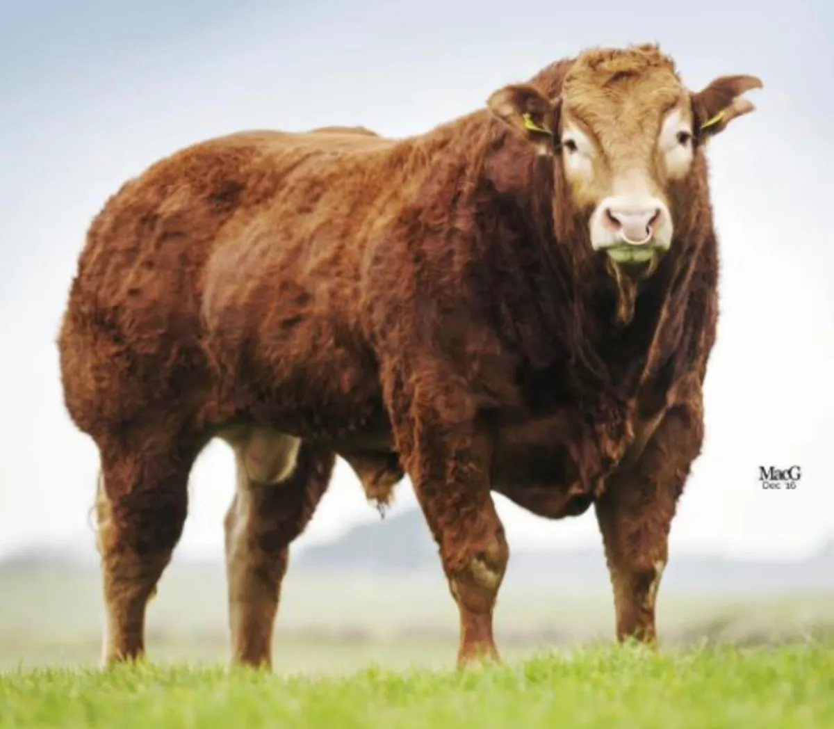 Receipient carrying pedigree Limousin kingbull - Image 1