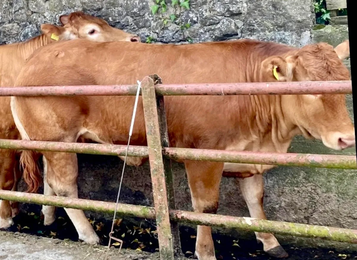 Receipient carrying pedigree Limousin kingbull - Image 2