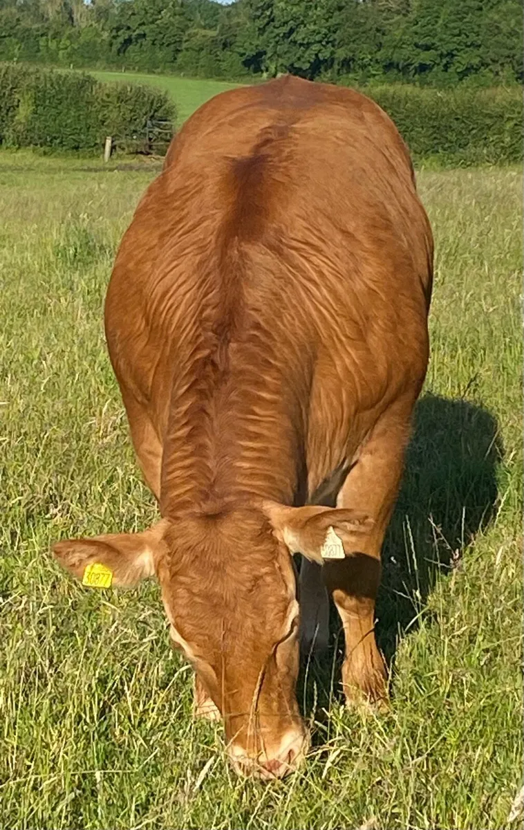 Receipient carrying pedigree Limousin kingbull - Image 3