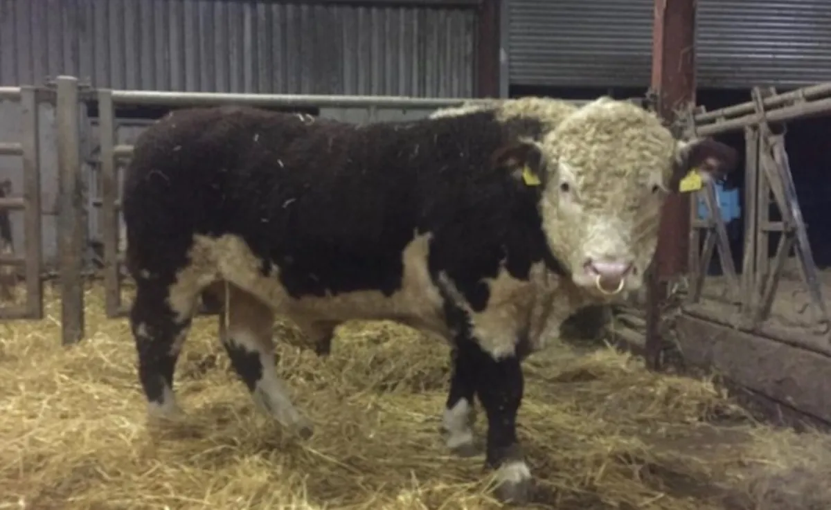 Large Selection of PBR Angus and Hereford Bulls - Image 2