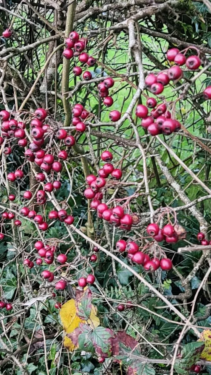 Black+ Whitethorn hedging from 30 cents - Image 1